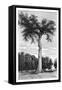 Ceiba Tree, Central America, C1890-Maynard-Framed Stretched Canvas