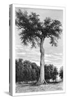 Ceiba Tree, Central America, C1890-Maynard-Stretched Canvas