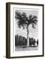 Ceiba Tree, Central America, C1890-Maynard-Framed Giclee Print
