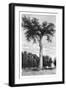 Ceiba Tree, Central America, C1890-Maynard-Framed Giclee Print