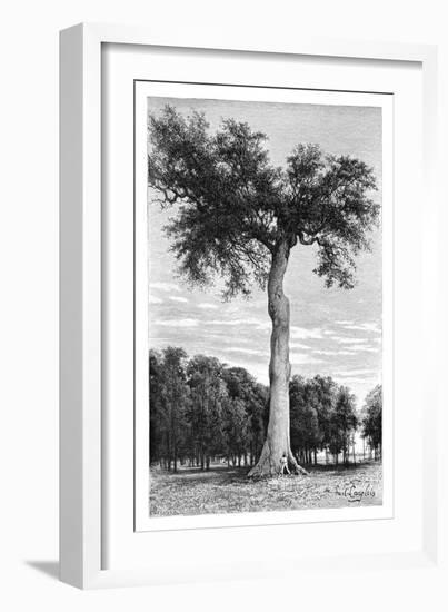 Ceiba Tree, Central America, C1890-Maynard-Framed Giclee Print