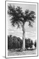 Ceiba Tree, Central America, C1890-Maynard-Mounted Giclee Print