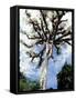 Ceiba Tree, Tikal, El Peten, Guatemala-Inger Hogstrom-Framed Stretched Canvas