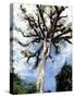 Ceiba Tree, Tikal, El Peten, Guatemala-Inger Hogstrom-Stretched Canvas