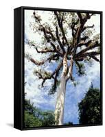 Ceiba Tree, Tikal, El Peten, Guatemala-Inger Hogstrom-Framed Stretched Canvas