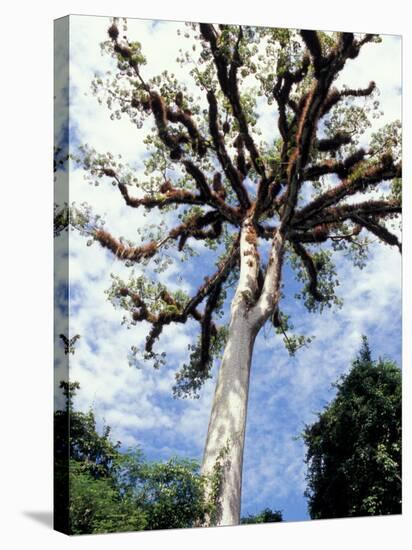 Ceiba Tree, Tikal, El Peten, Guatemala-Inger Hogstrom-Stretched Canvas