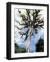 Ceiba Tree, Tikal, El Peten, Guatemala-Inger Hogstrom-Framed Photographic Print