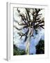 Ceiba Tree, Tikal, El Peten, Guatemala-Inger Hogstrom-Framed Photographic Print