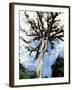 Ceiba Tree, Tikal, El Peten, Guatemala-Inger Hogstrom-Framed Photographic Print