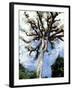 Ceiba Tree, Tikal, El Peten, Guatemala-Inger Hogstrom-Framed Photographic Print