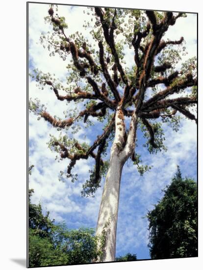 Ceiba Tree, Tikal, El Peten, Guatemala-Inger Hogstrom-Mounted Photographic Print