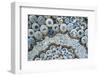 Ceiling decorated with blue and white chinaware in the Porcelain House, Tianjin, China-Keren Su-Framed Photographic Print