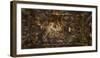 Ceiling Fresco. Martyrdom and Glory of St Pantalon-Giovanni Antonio Fumiani-Framed Premium Photographic Print