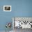 Ceiling in the Church of the Carmelite Stella Maris Monastery on Mount Carmel-Yadid Levy-Framed Photographic Print displayed on a wall