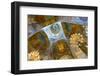 Ceiling of the Church on the Spilled Blood, UNESCO World Heritage Site, St. Petersburg, Russia, Eur-Miles Ertman-Framed Photographic Print