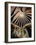 Ceiling of the Guell Crypt, 1908-15-Antoni Gaudí-Framed Giclee Print