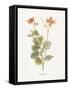 Celandine-Gwendolyn Babbitt-Framed Stretched Canvas