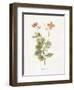 Celandine-Gwendolyn Babbitt-Framed Art Print