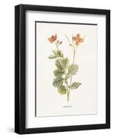 Celandine-Gwendolyn Babbitt-Framed Art Print