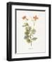 Celandine-Gwendolyn Babbitt-Framed Art Print