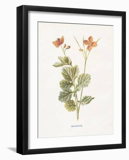 Celandine-Gwendolyn Babbitt-Framed Art Print