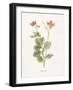 Celandine-Gwendolyn Babbitt-Framed Art Print