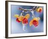 Celastrus Orbiculatus-null-Framed Photographic Print