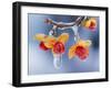 Celastrus Orbiculatus-null-Framed Photographic Print