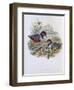 Celebean Pitta-John Gould-Framed Giclee Print