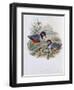 Celebean Pitta-John Gould-Framed Giclee Print