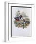 Celebean Pitta-John Gould-Framed Giclee Print