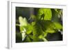 Celebes Leaf Insect (Phyllium Celebicum) Philippines-Mark Macewen-Framed Photographic Print