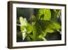 Celebes Leaf Insect (Phyllium Celebicum) Philippines-Mark Macewen-Framed Photographic Print