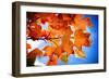 Celebrate Autumn-Philippe Sainte-Laudy-Framed Photographic Print