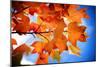 Celebrate Autumn-Philippe Sainte-Laudy-Mounted Photographic Print