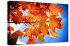 Celebrate Autumn-Philippe Sainte-Laudy-Stretched Canvas