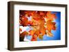 Celebrate Autumn-Philippe Sainte-Laudy-Framed Photographic Print