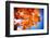 Celebrate Autumn-Philippe Sainte-Laudy-Framed Photographic Print