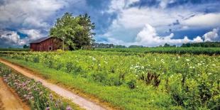 Morning Trail-Celebrate Life Gallery-Stretched Canvas