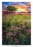 Morning Trail-Celebrate Life Gallery-Stretched Canvas