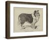 Celebrated Dogs, Charlemagne-Louis Wain-Framed Giclee Print