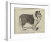 Celebrated Dogs, Charlemagne-Louis Wain-Framed Giclee Print