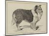 Celebrated Dogs, Charlemagne-Louis Wain-Mounted Giclee Print