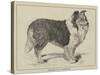 Celebrated Dogs, Charlemagne-Louis Wain-Stretched Canvas