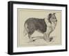 Celebrated Dogs, Charlemagne-Louis Wain-Framed Giclee Print