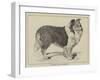 Celebrated Dogs, Charlemagne-Louis Wain-Framed Giclee Print