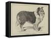 Celebrated Dogs, Charlemagne-Louis Wain-Framed Stretched Canvas