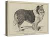 Celebrated Dogs, Charlemagne-Louis Wain-Stretched Canvas