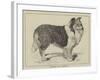 Celebrated Dogs, Charlemagne-Louis Wain-Framed Giclee Print