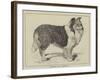 Celebrated Dogs, Charlemagne-Louis Wain-Framed Giclee Print